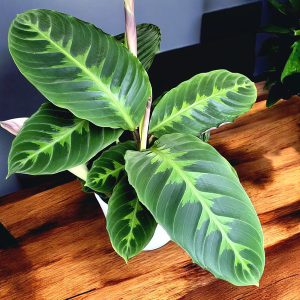 Calathea Warscewiczii