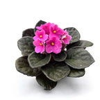 Saintpaulia Inova Spectra Amy - pink violets