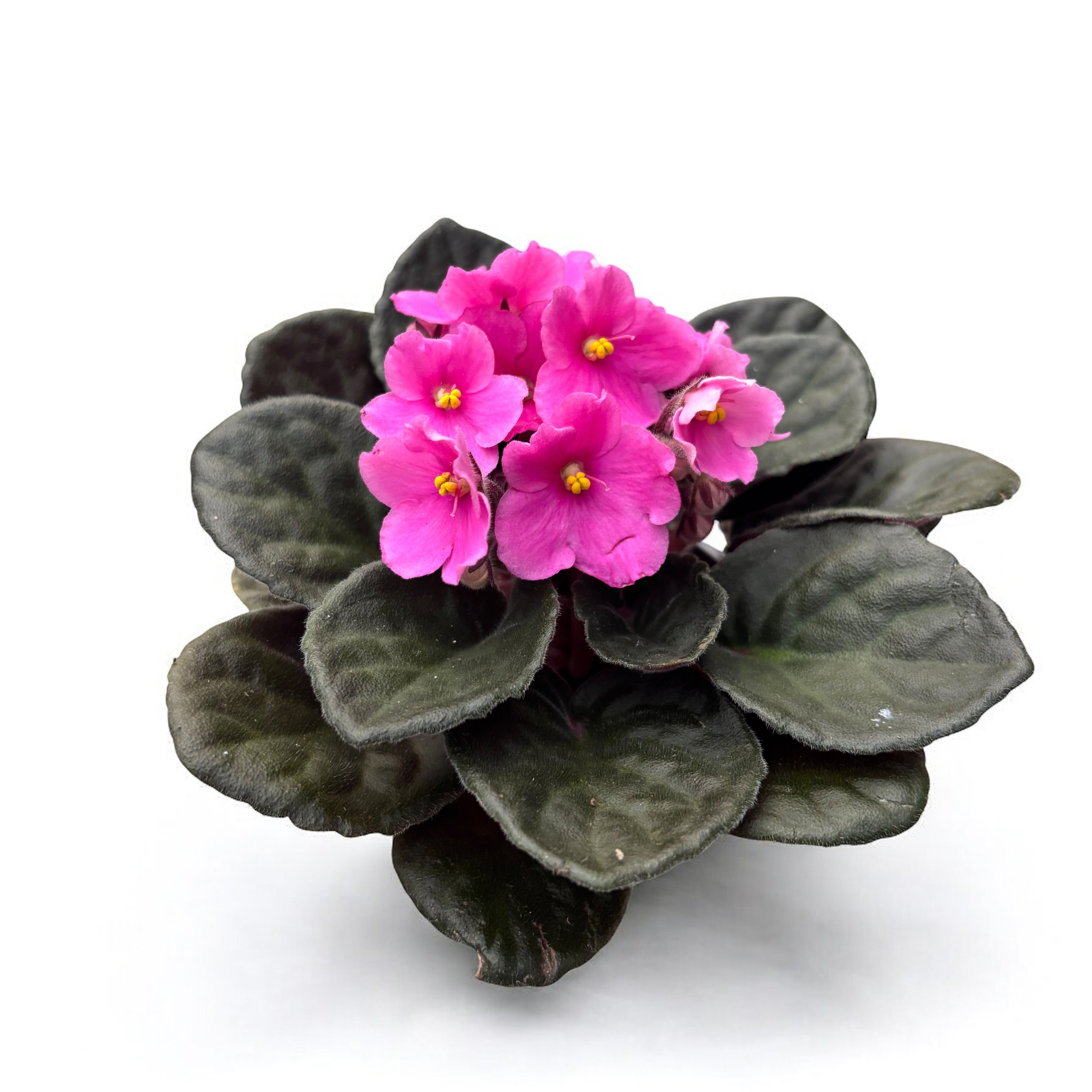 Saintpaulia Inova Spectra Amy - violete roz