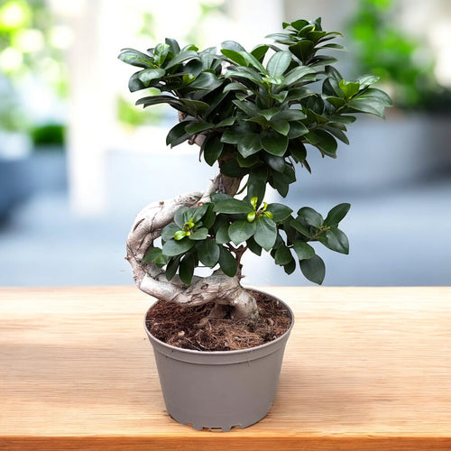 Bonsai Ginseng u obliku S H45 cm – Secret Garden Plant Shop