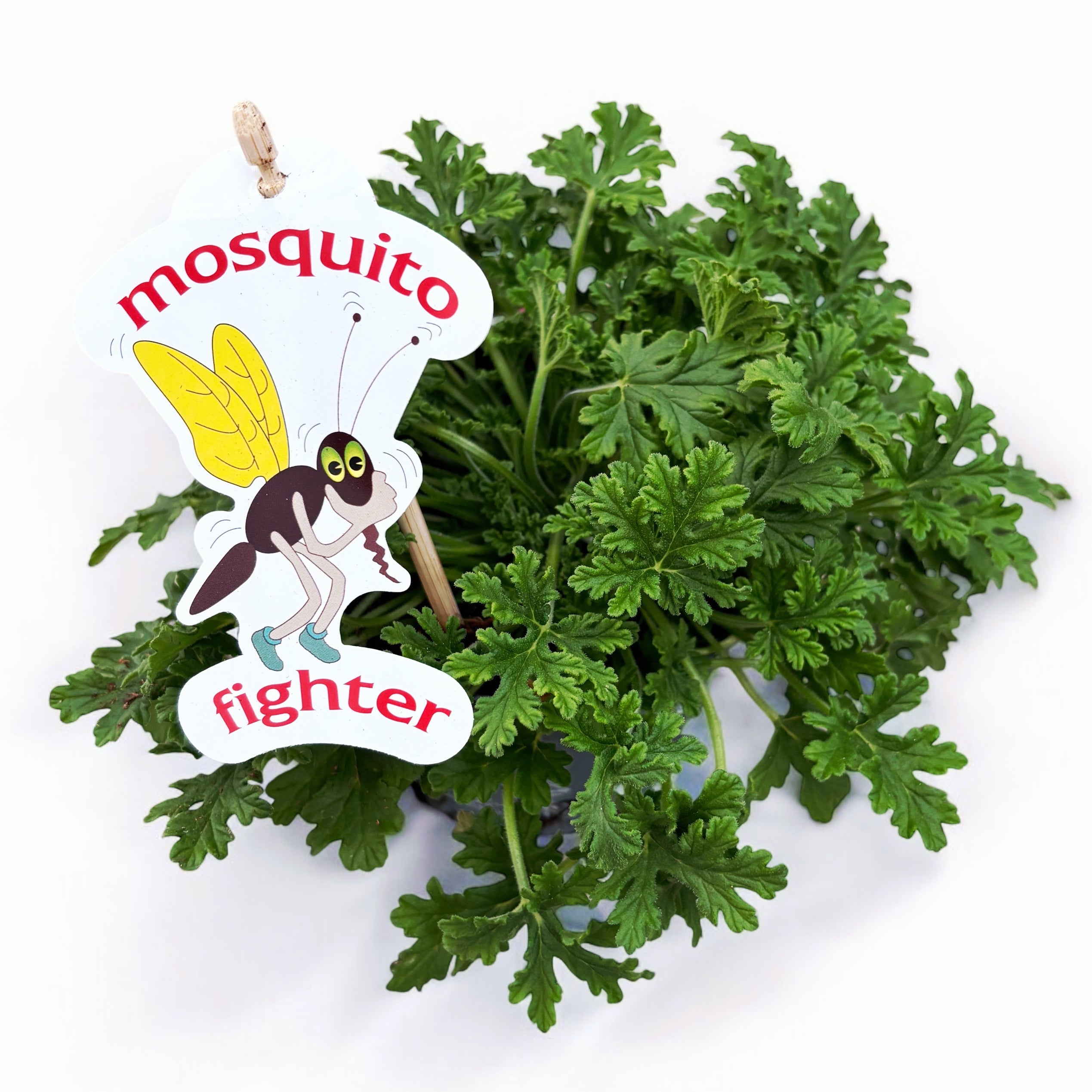 Muscate parfumate antitantari - Pelargonium graveolens 'Lemon' (Indrusaim)