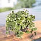 Glechoma hederacea 'Variegata' - planta curgatoare de gradina, aromatica si decorativa