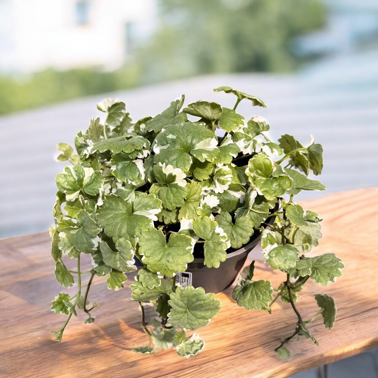 Glechoma hederacea 'Variegata' - planta curgatoare de gradina, aromatica si decorativa