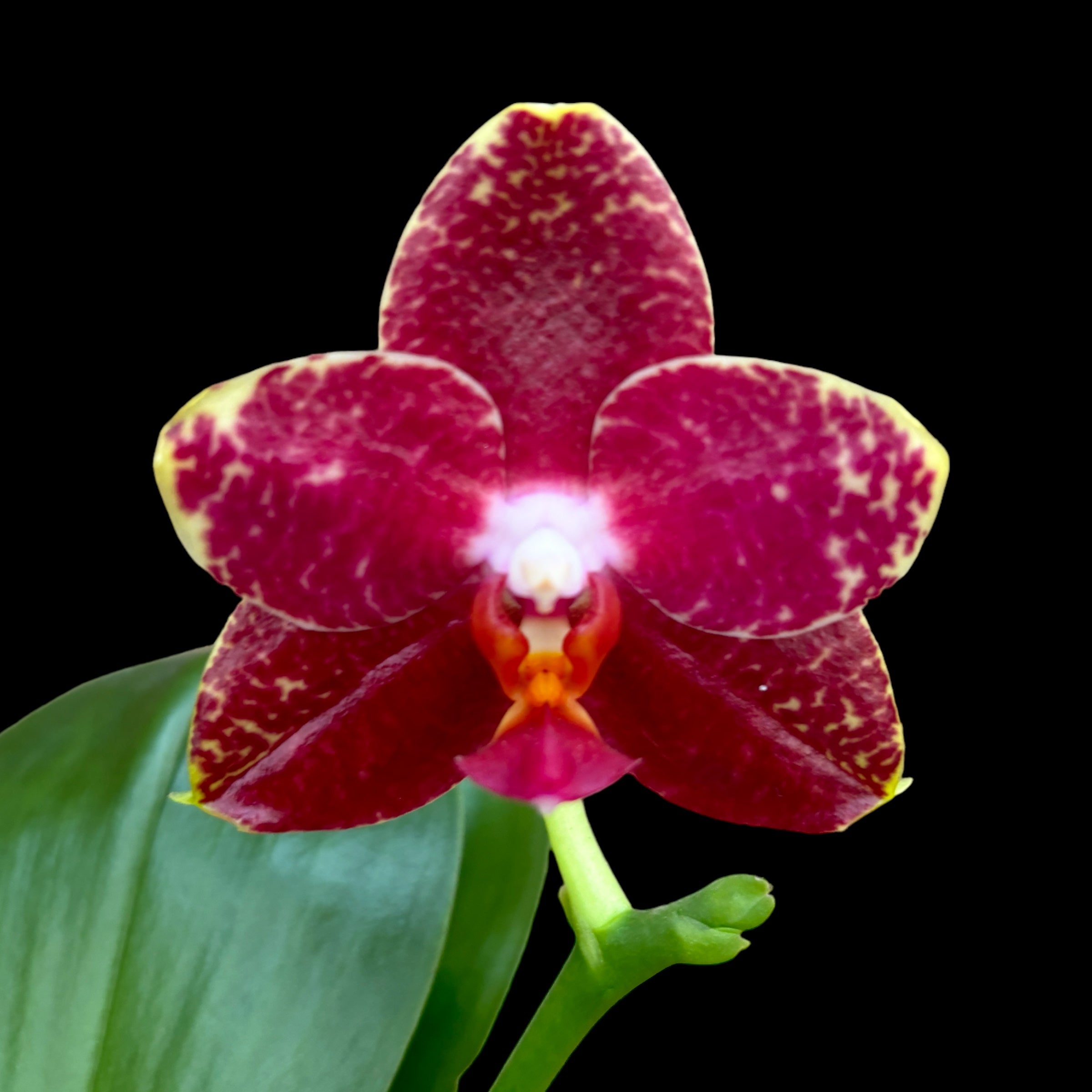 Phalaenopsis AL Sun Hannover 'Red' *parfumata