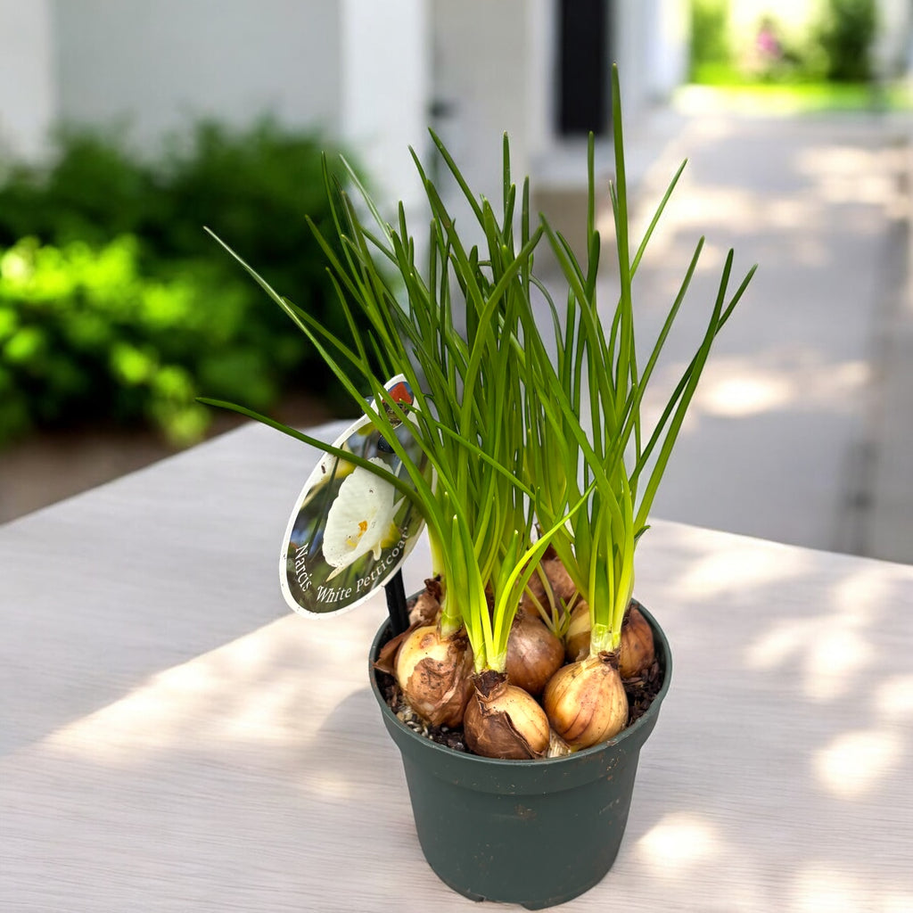 Миниатюрни специални нарциси - Narcissus 'White Petticoat'