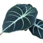 Alocasia reginula 'Black Velvet' D10
