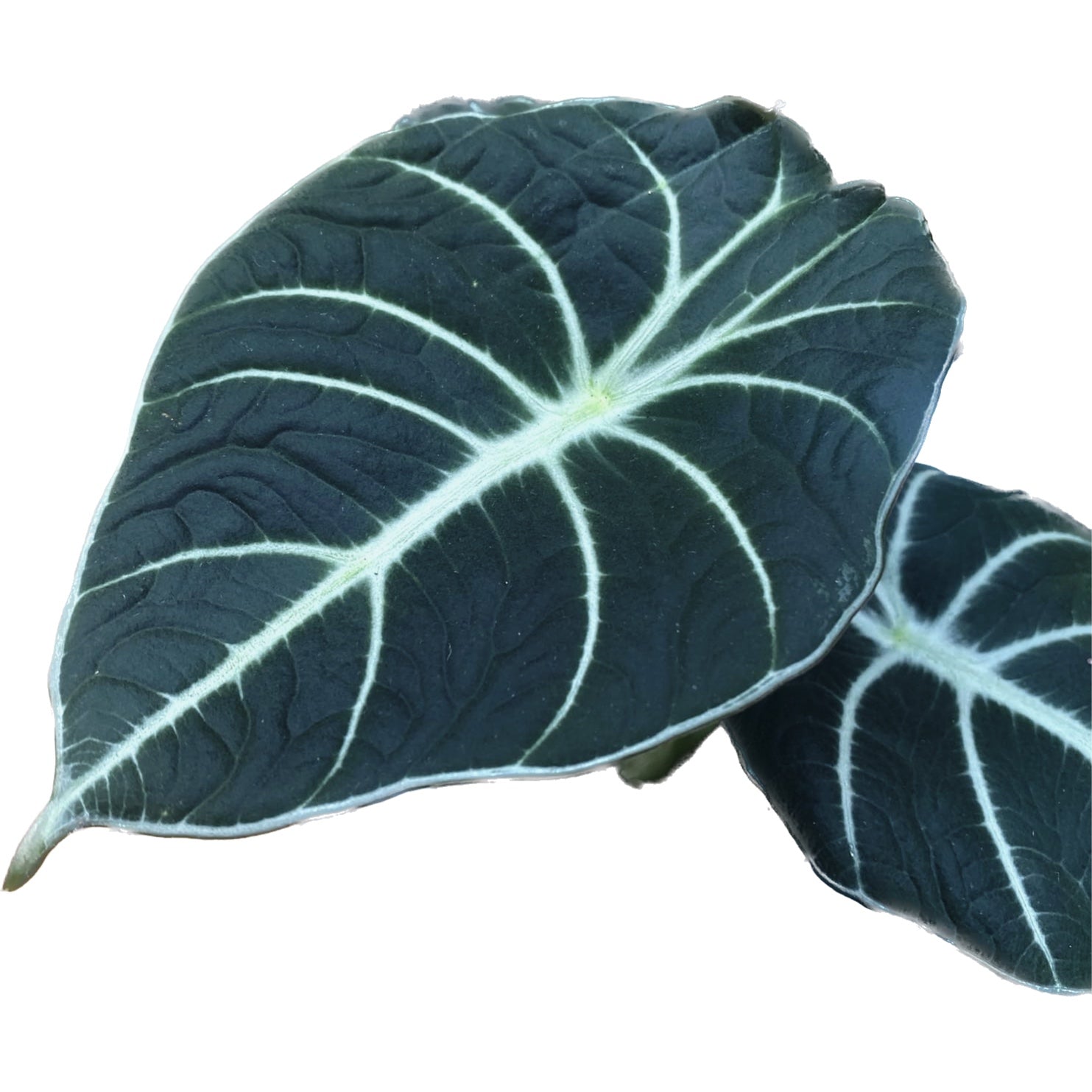 Alocasia reginula 'Black Velvet' D10