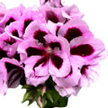 Pelargonium grandiflorum Patricia (muscate englezesti)