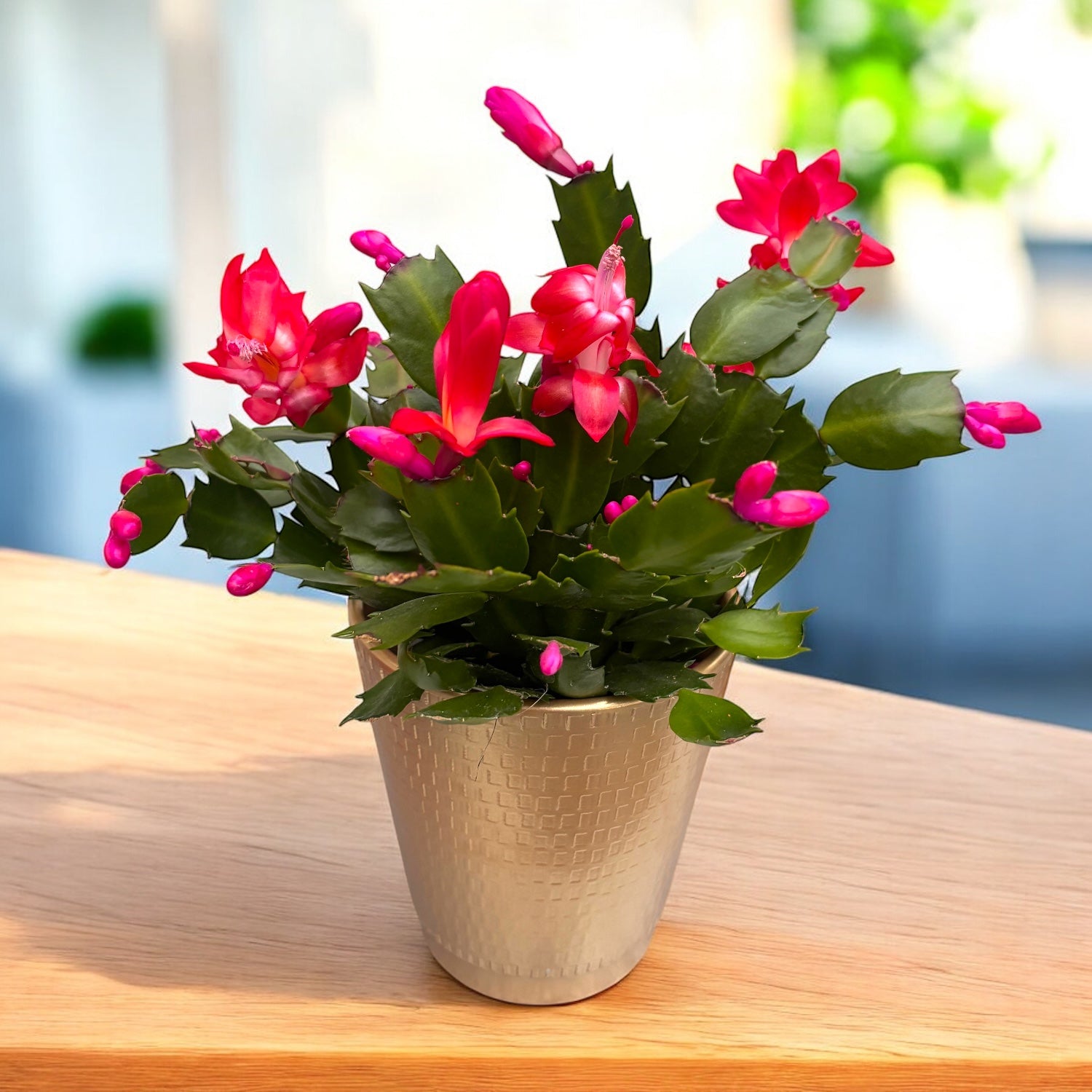 Schlumbergera ‘Thor Olga’ (Cactus de Noël)