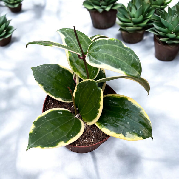 Hoya latifolia 'Albomarginata' (round leaf)