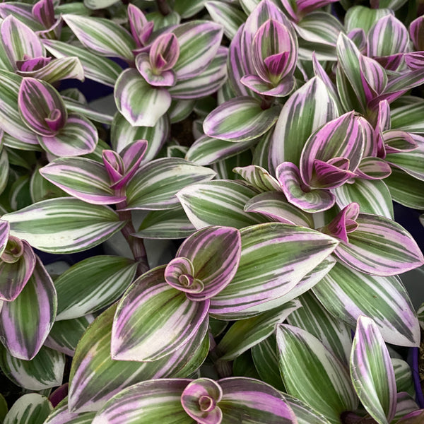 Tradescantia albiflora 'Nanouk' D12 (5+ plants/pot)