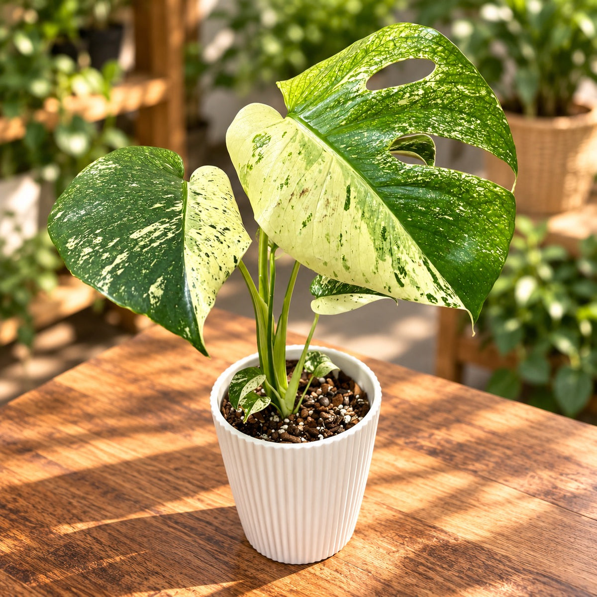 Monstera deliciosa 'Mint' Half Moon - pièce unique #01