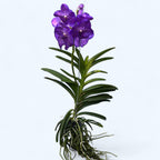 Vanda NITAYA Vioblue (Ansu) - grandes fleurs