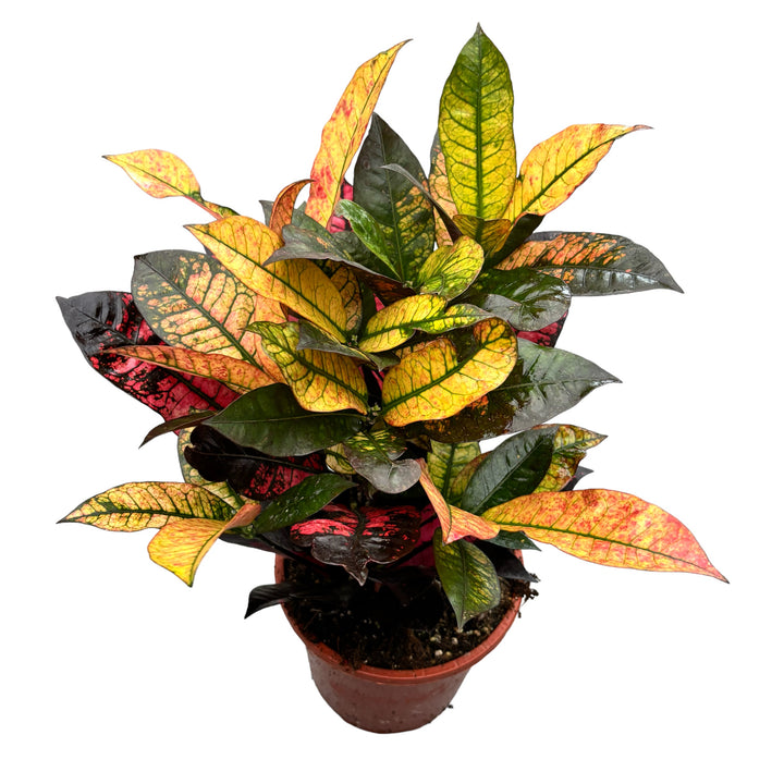 Croton Codiaeum variegatum 'Mrs Iceton'