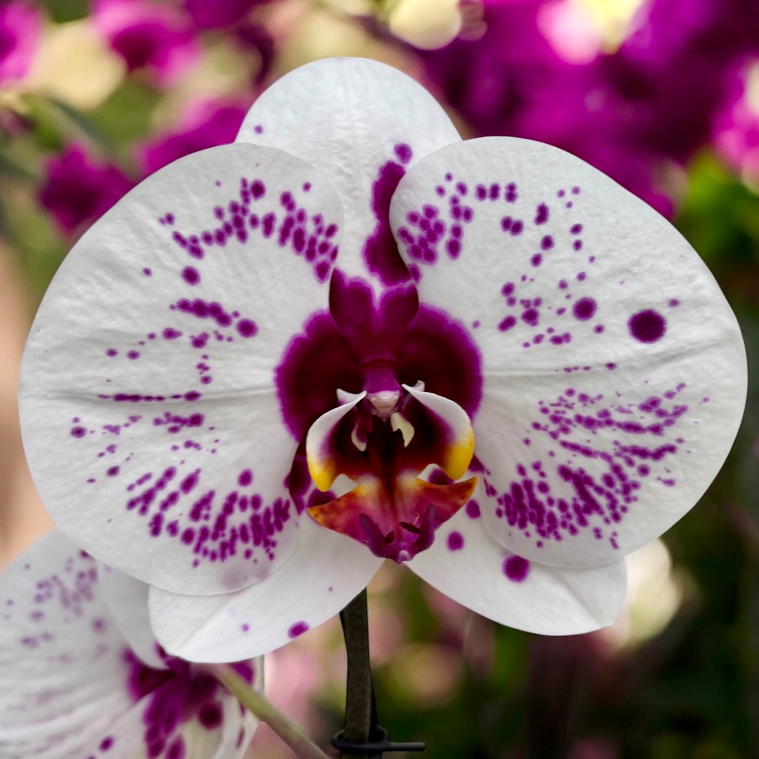 Phalaenopsis Gan Lin Fairy (Picasso) - XL-kukat