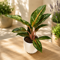 Aglaonema ‘Pumpkin Green’