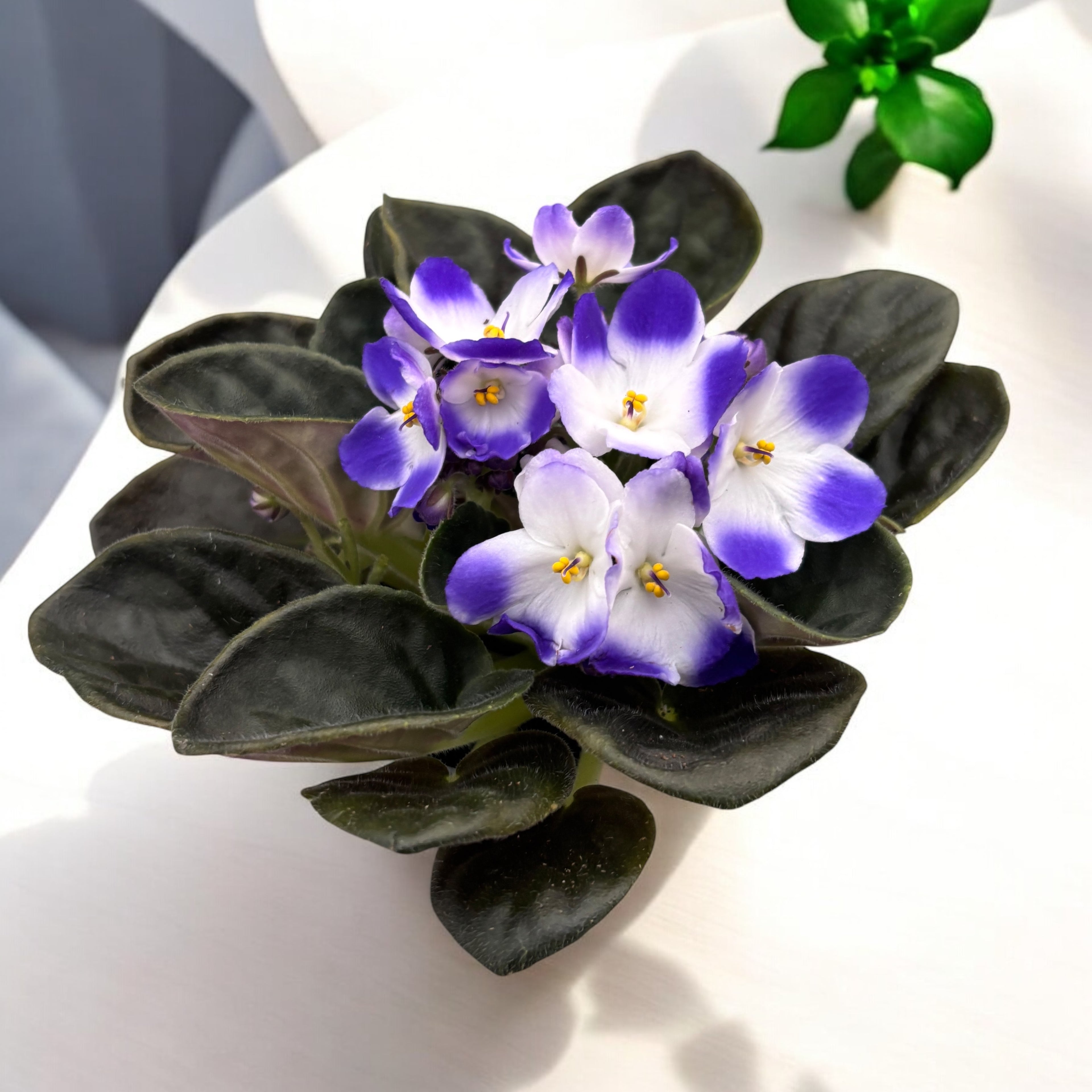 Saintpaulia Voila Blue - violete bicolore