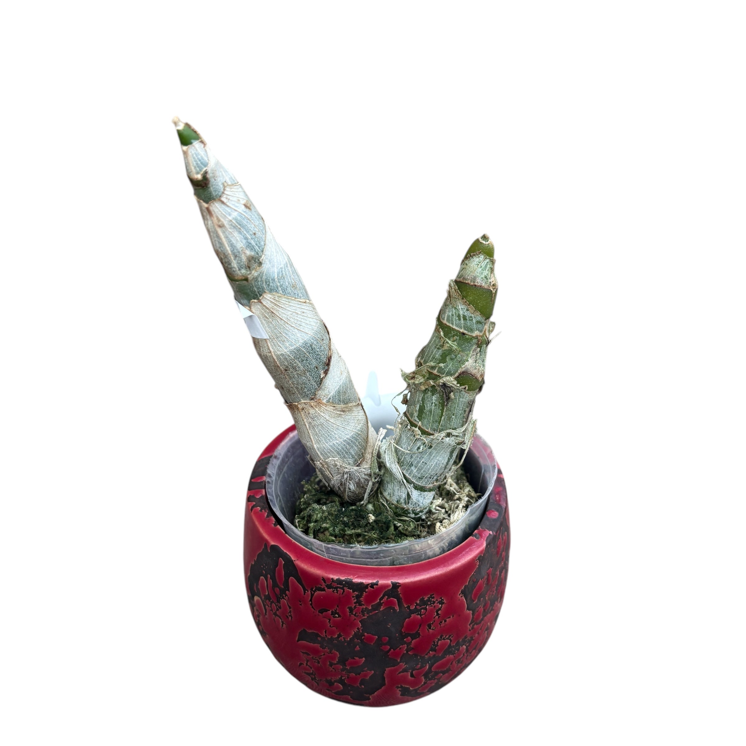 Cycnoches Mass Confusion - fragrant flowers of 15 cm!