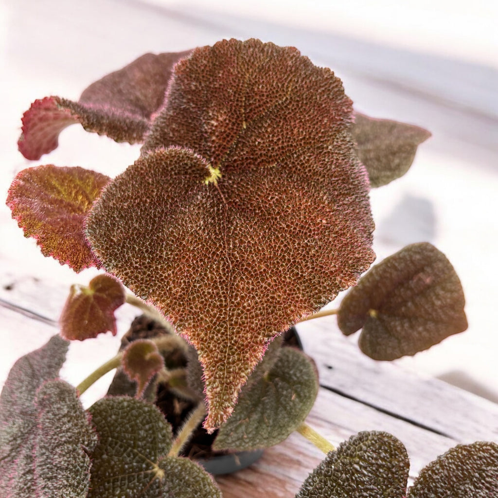 Begonija masoniana 'River'