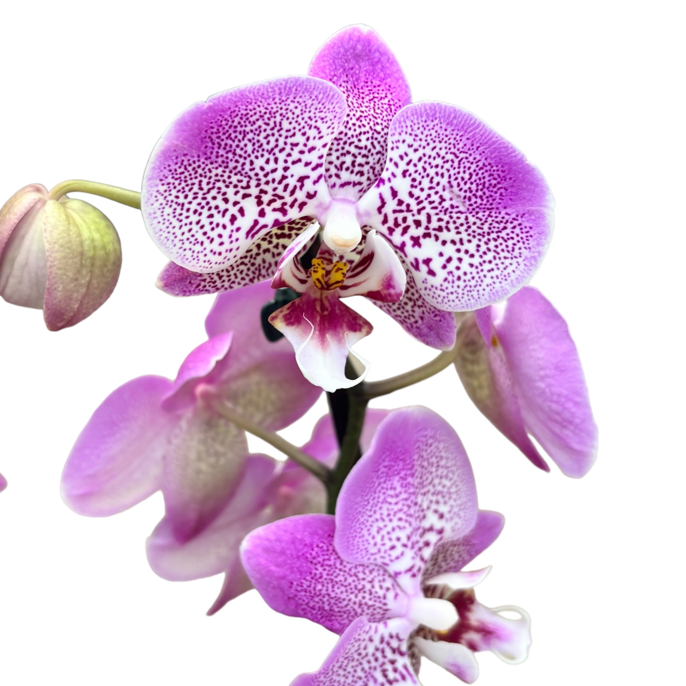 Phalaenopsis Jillion
