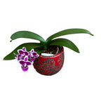 Phalaenopsis Prince Louis