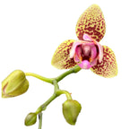 Phalaenopsis Lucky Leopard (peloric)