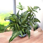 Arachnoides aristata ‘Variegata’ - feriga rara cu frunzis dantelat si variegatii crem