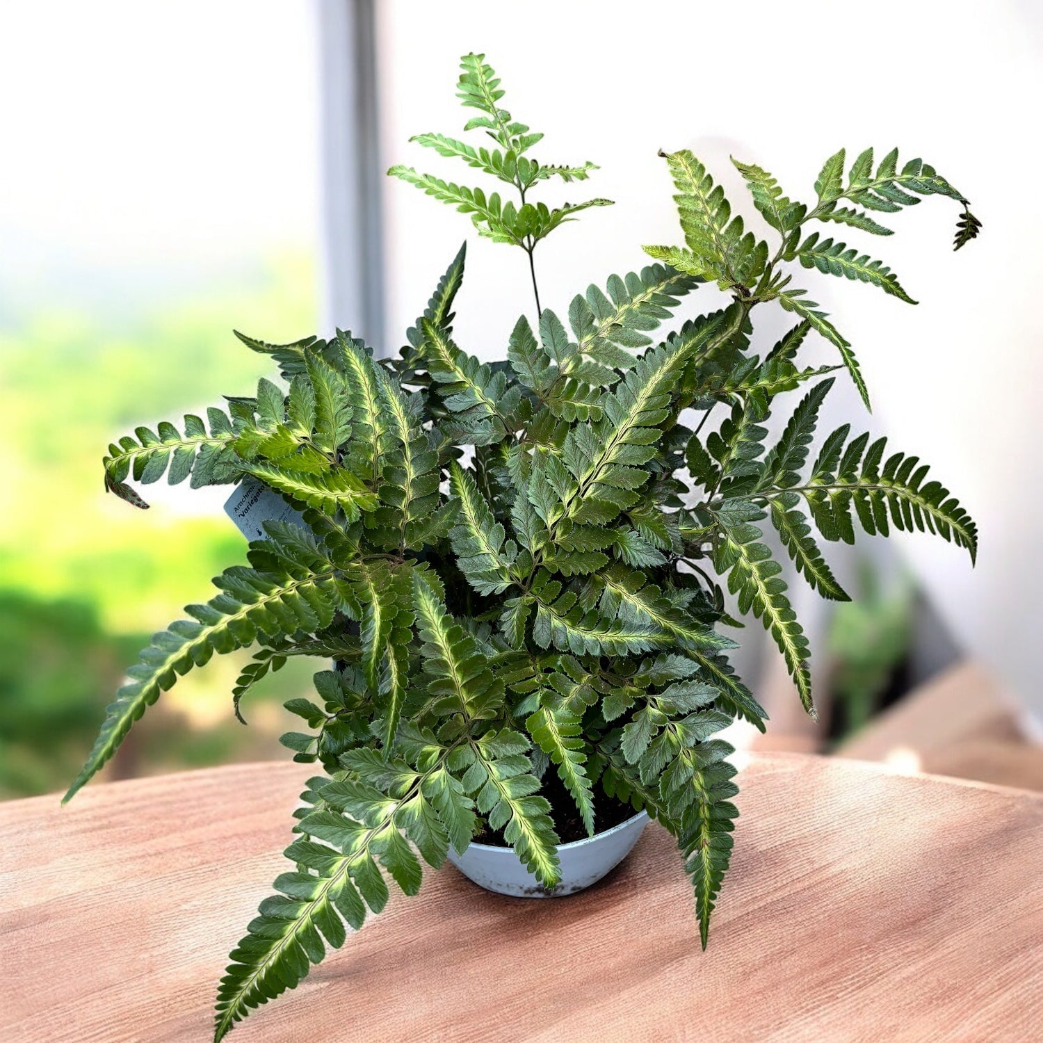 Arachnoides aristata ‘Variegata’ - feriga rara cu frunzis dantelat si variegatii crem