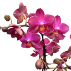 Phalaenopsis Secret Fragrance (Aromio Floral) flori intens parfumate