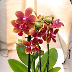 Phalaenopsis I-Hsin Golden Tangerine Ice (Aromio Tropical) - flores perfumadas