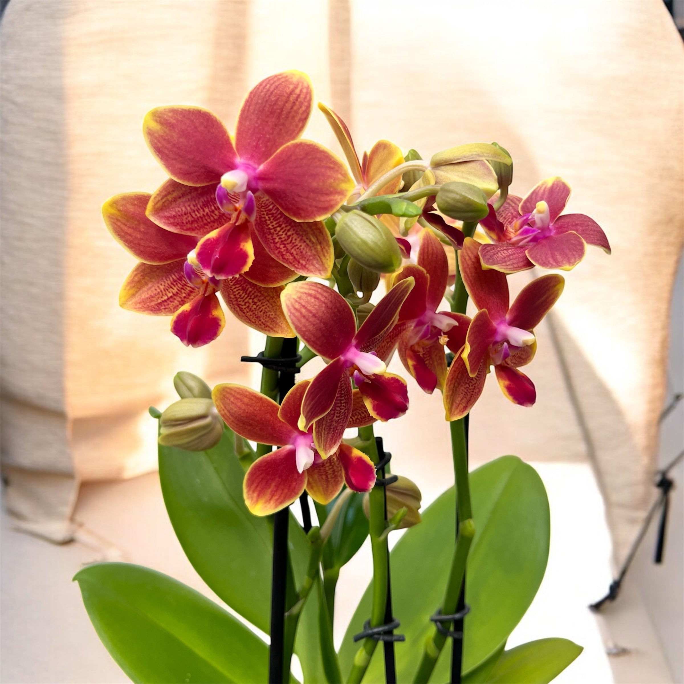 Phalaenopsis I-Hsin Golden Tangerine Ice (Aromio Tropical) - flori parfumate