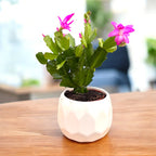 Schlumbergera ‘Purple Dancer’ (Karácsonyi kaktusz) 2pp