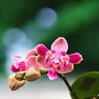 Phalaenopsis Caribbean Sunset × minus (pelorikus) - illatos virágok