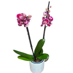 Phalaenopsis Debora