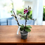 Phalaenopsis Younghome Chocolate grote lip