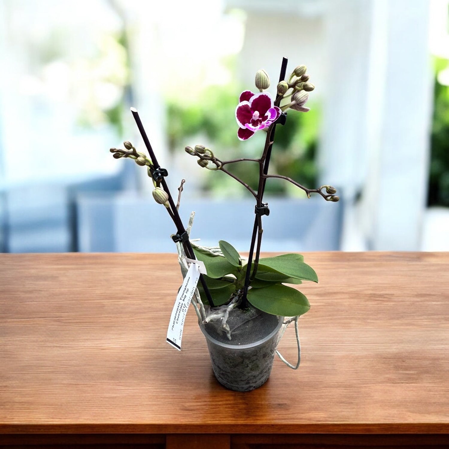 Phalaenopsis Younghome Chocolate big lip