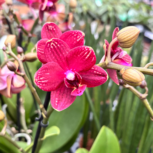 Phalaenopsis Reyoung Miley - fragrant flowers