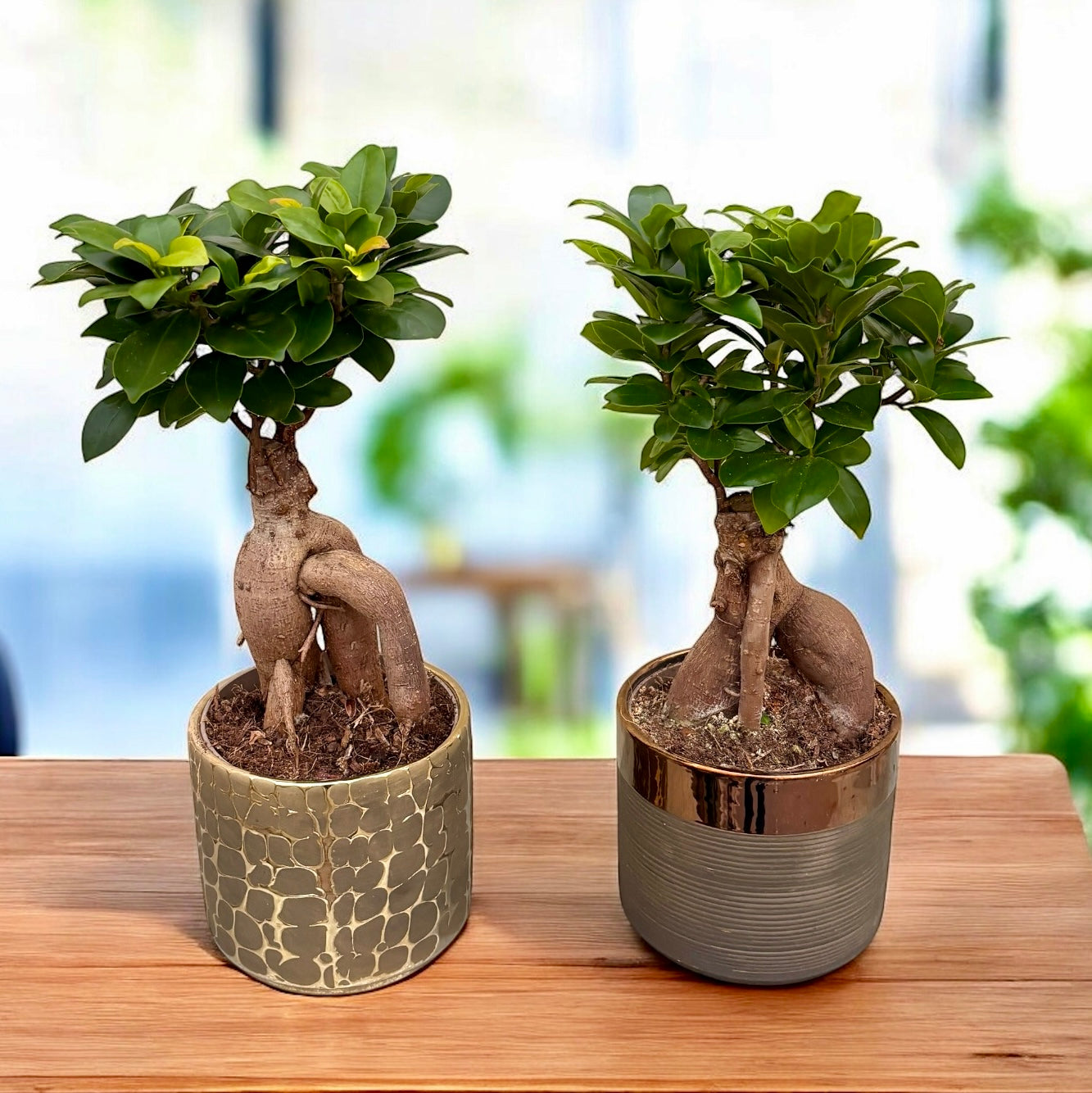 Bonsai - Ficus microcarpa ‘Ginseng’