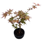 Bonsai Acer