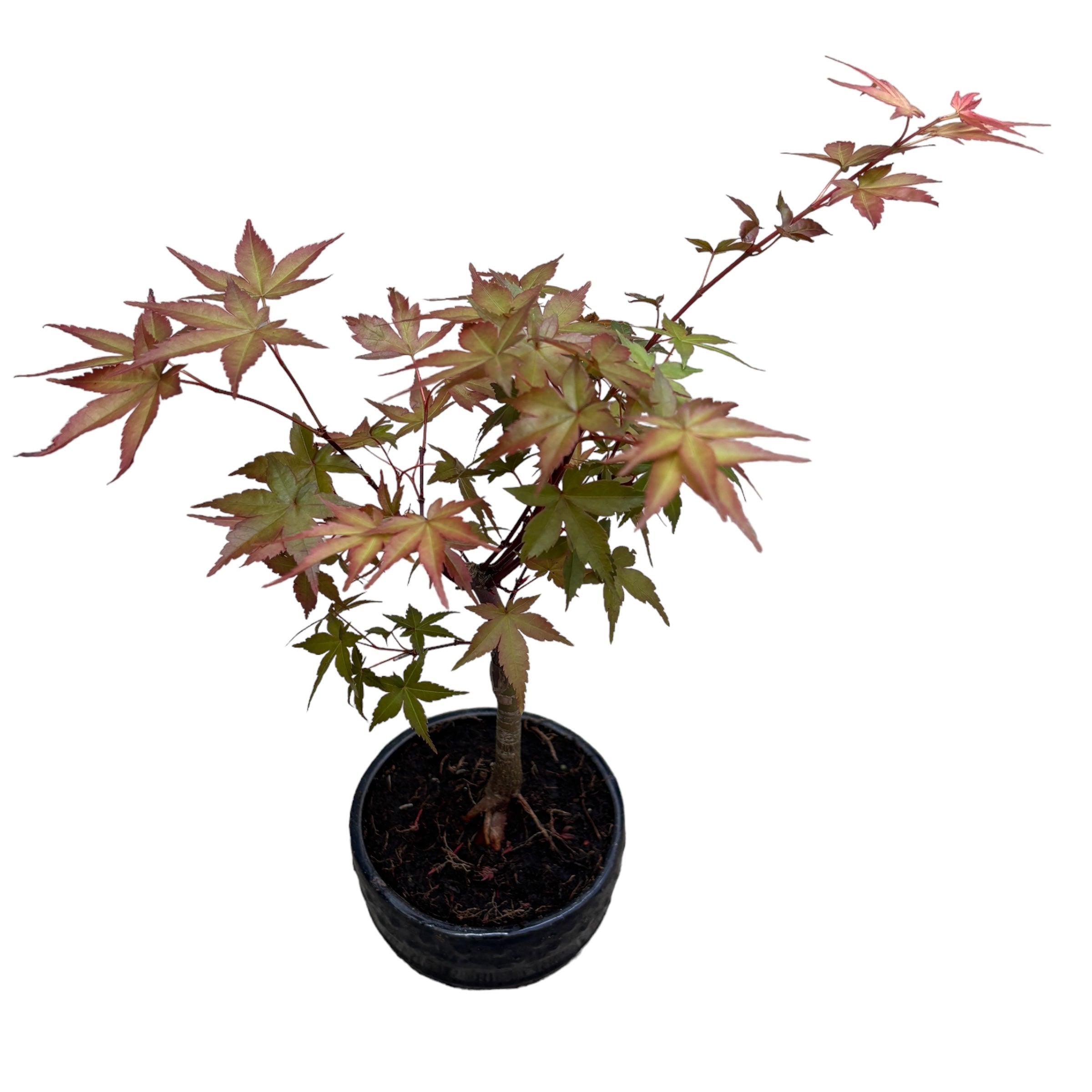 Bonsai Acer