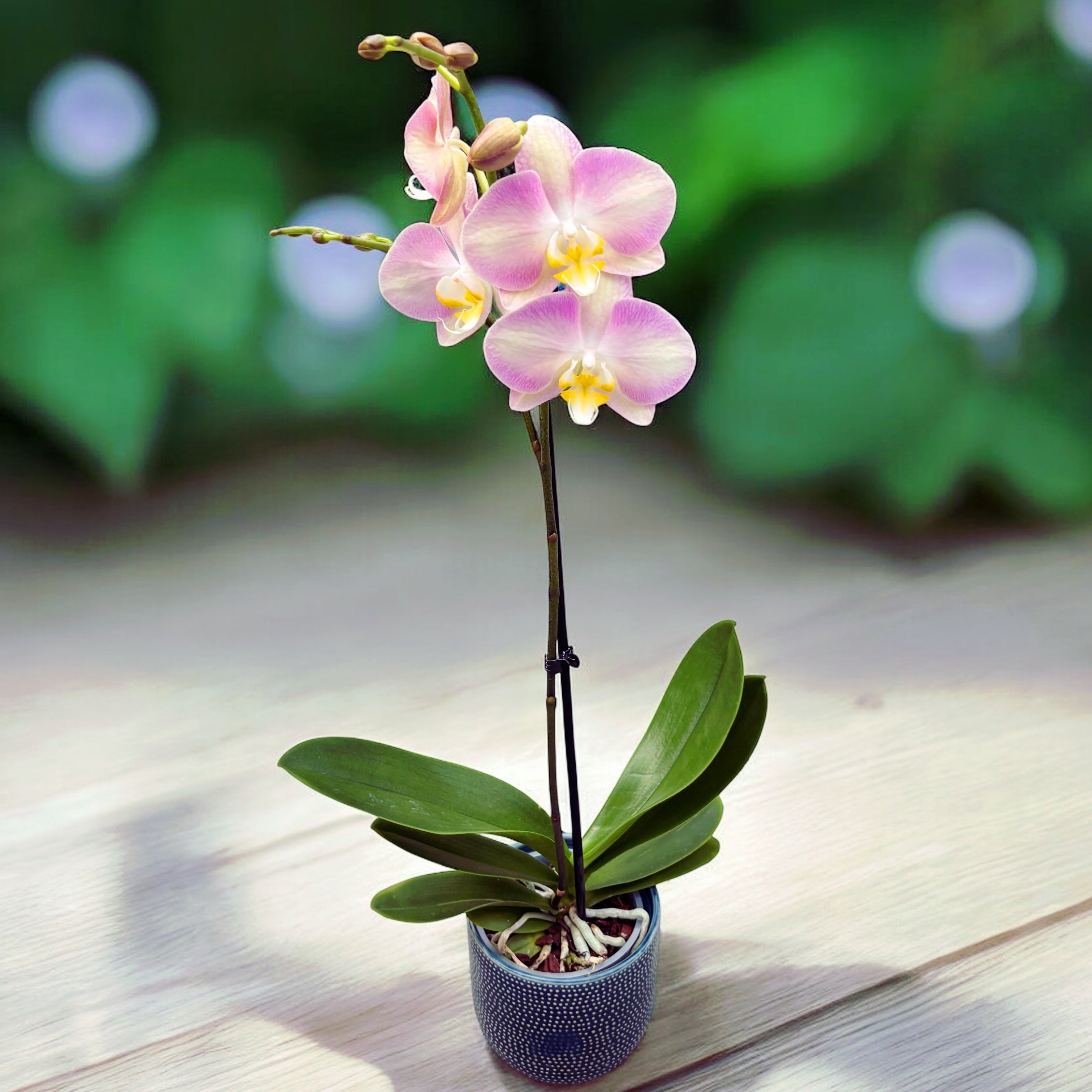 Phalaenopsis Raiponce