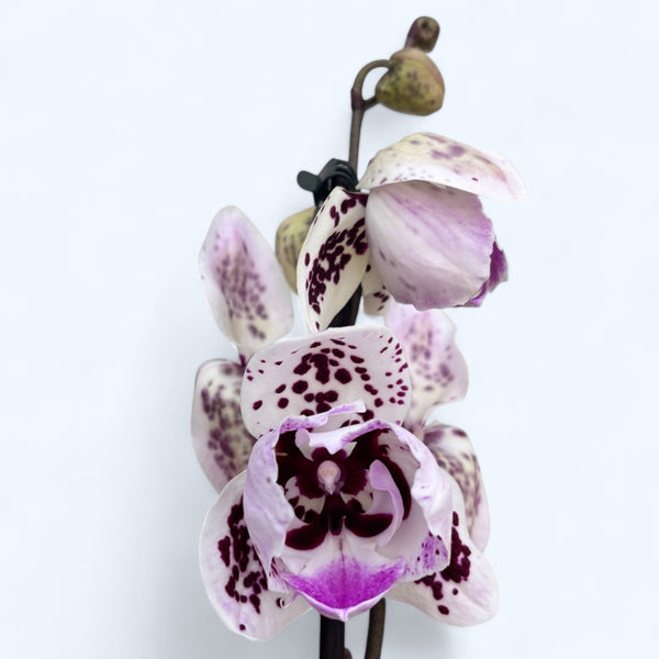 Phalaenopsis 'Limited #107' große Lippe – pelorische Blüten