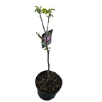 Magnolia 'Satisfaction'