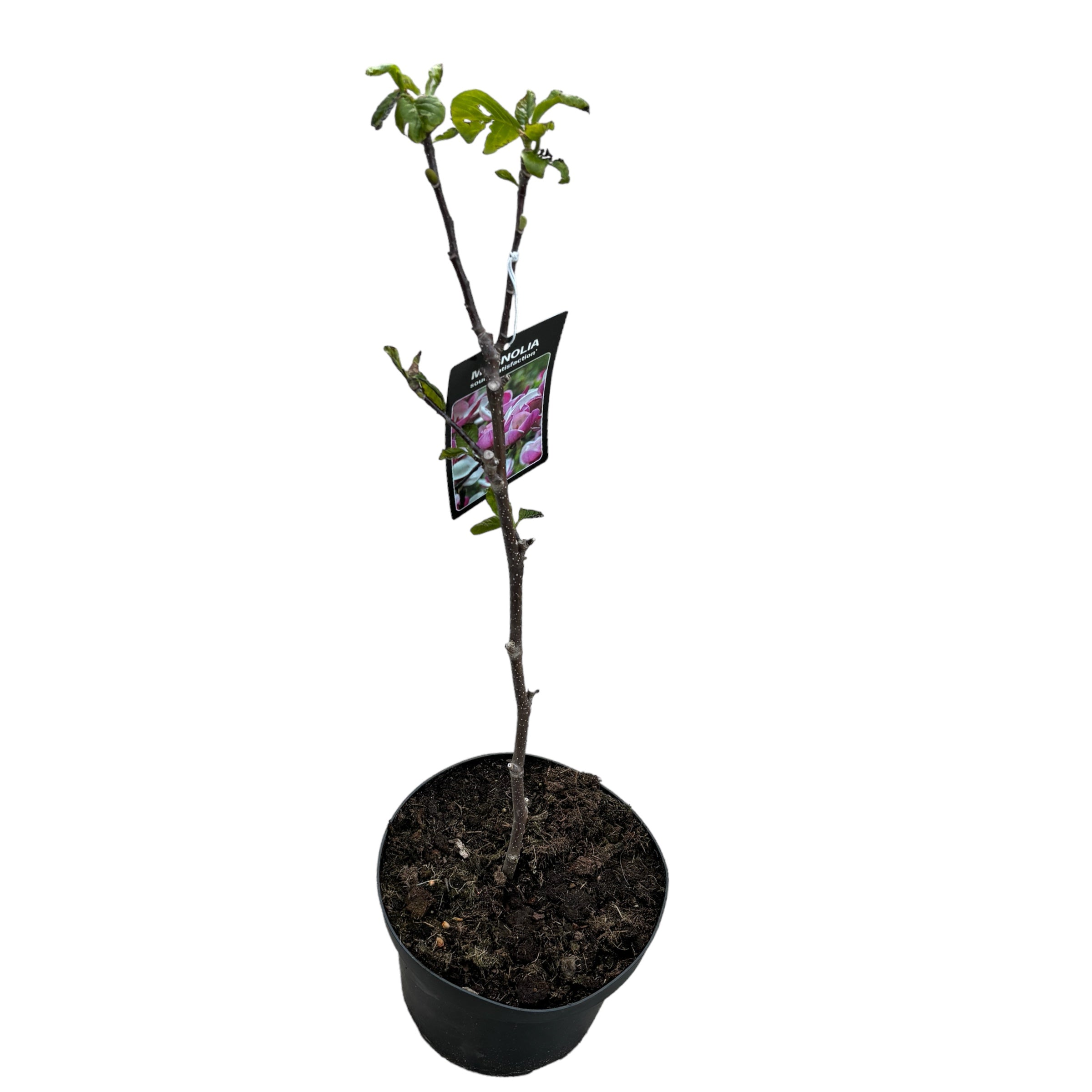 Magnolia 'Satisfaction'