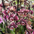 Phalaenopsis ‘Limited #51’