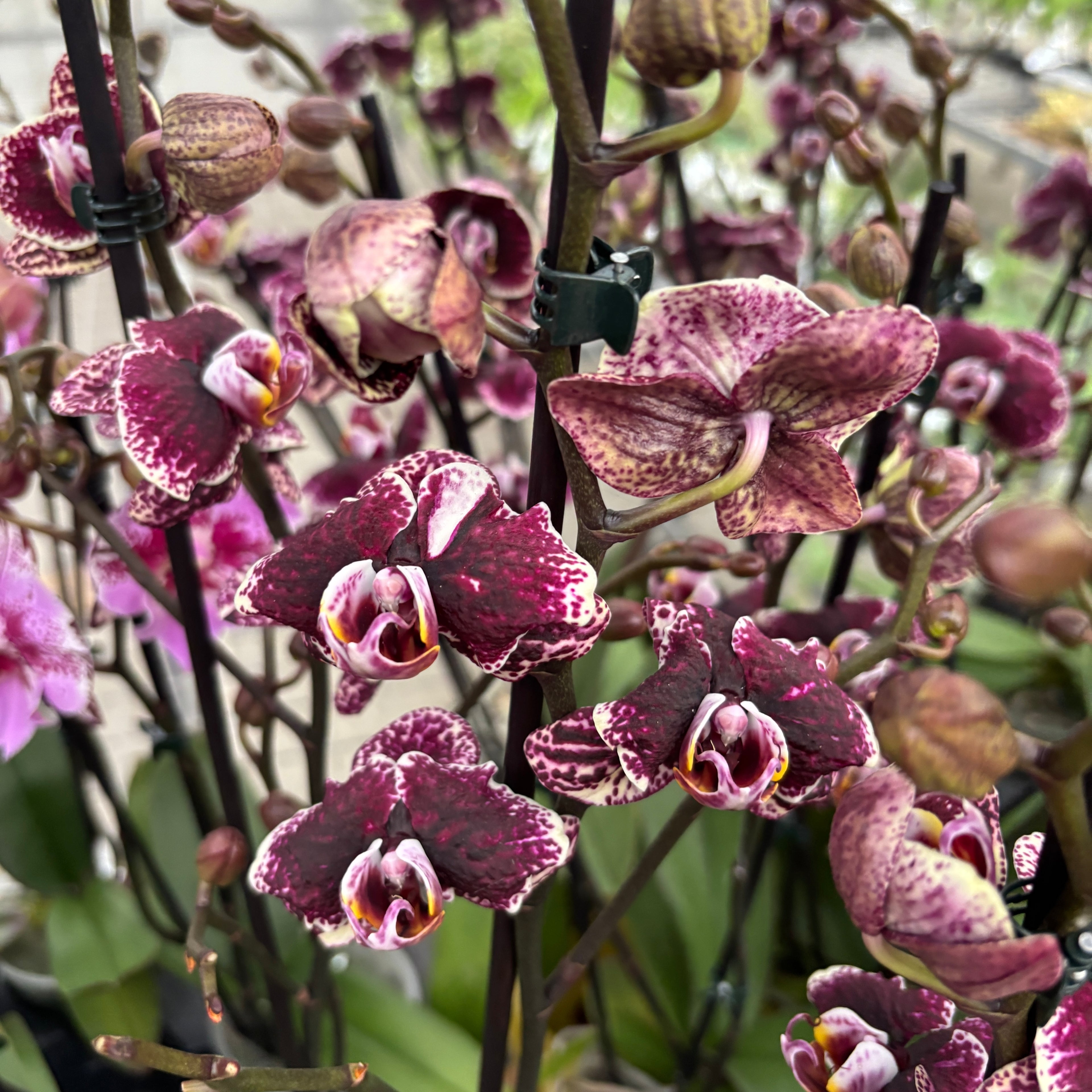 Phalaenopsis ‘Limited #51’