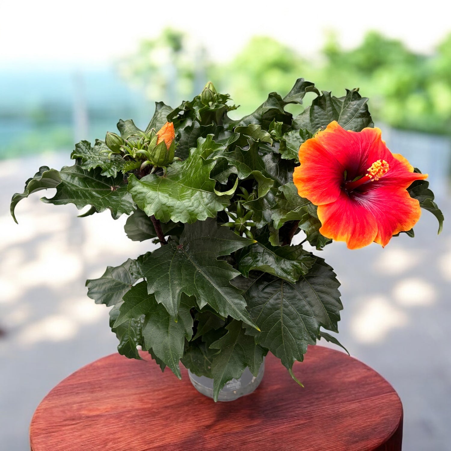 Hibiscus rosa-sinensis ‘Notus’ (2-3 plante/ghiveci)