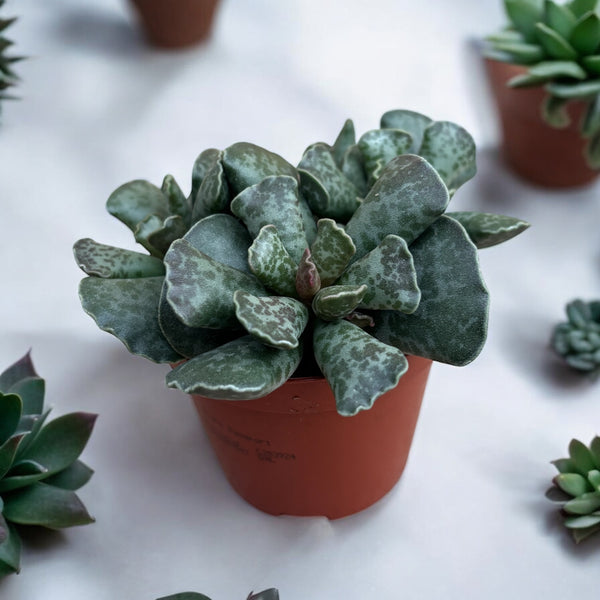 Adromischus cooperi