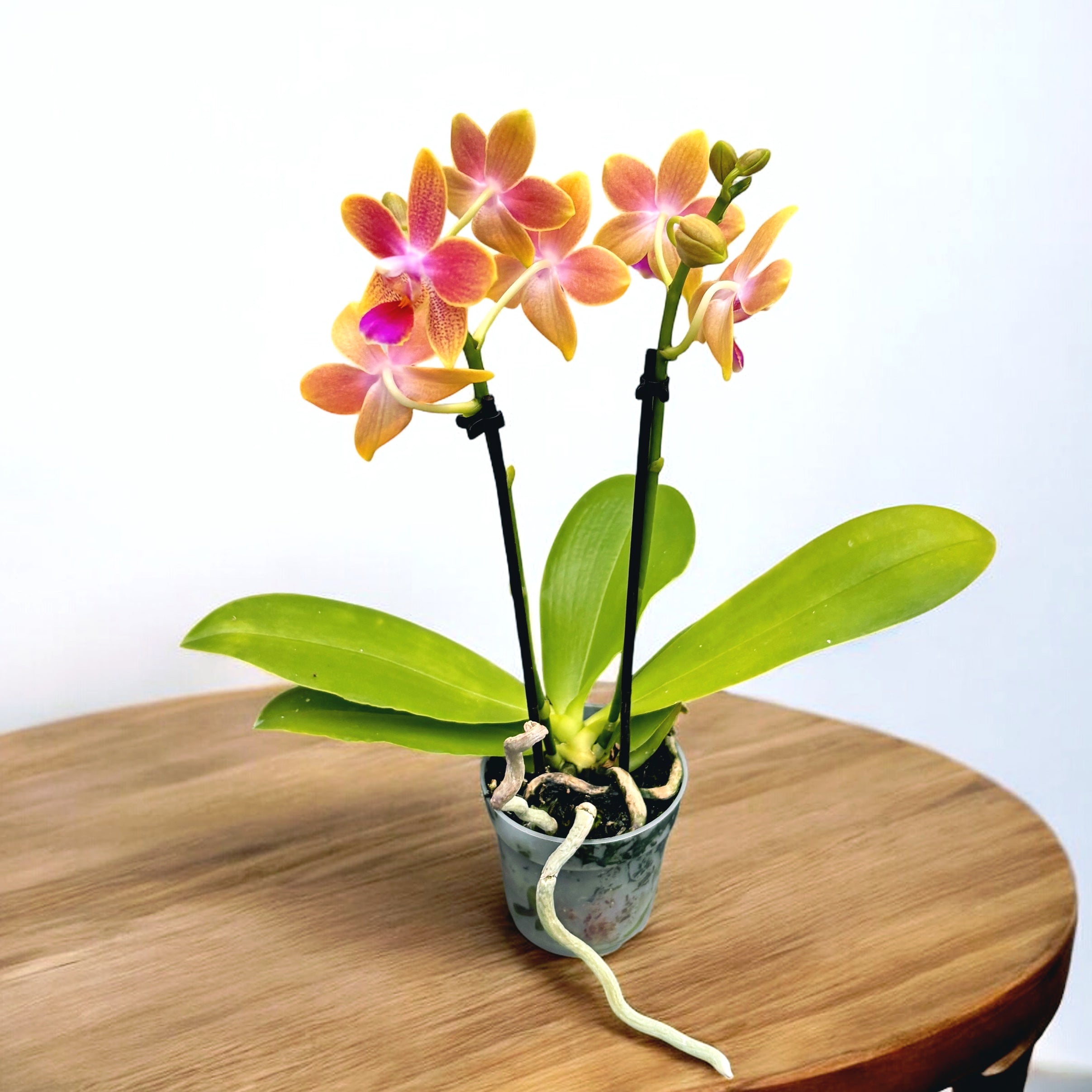 Phalaenopsis Aromio Spring (Morning Breeze) - flori intens parfumate - miniatura