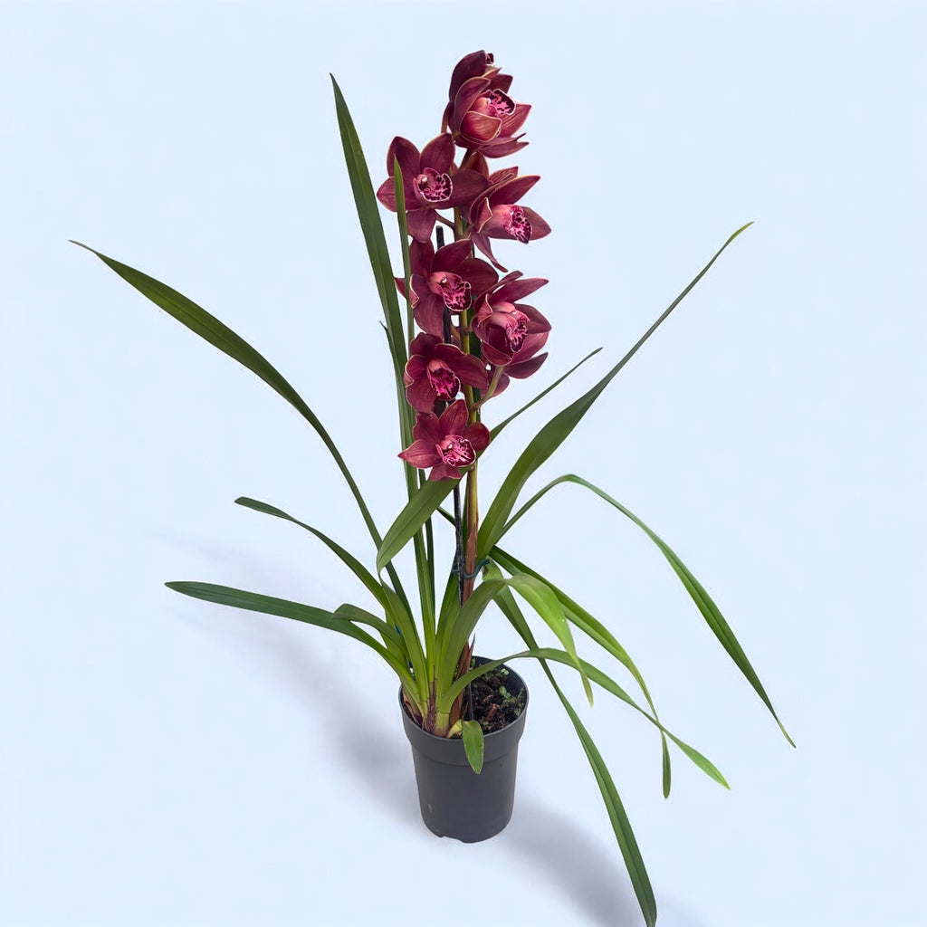 Cymbidium Magic Red